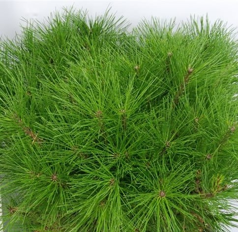 Сосна густоцветковая Алиса Веркаде